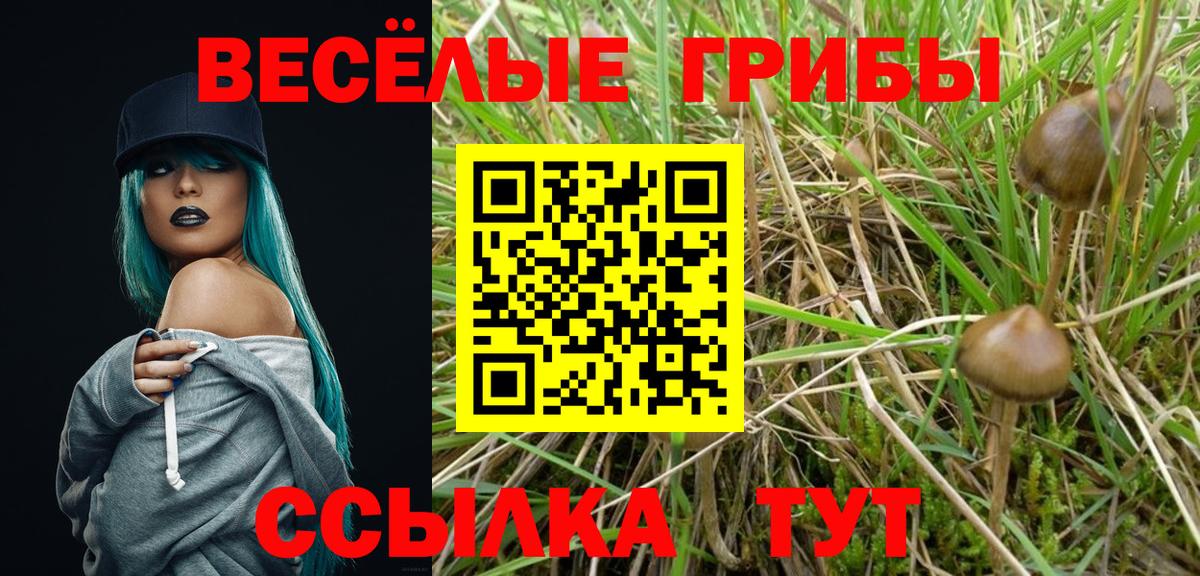 Псилоцибиновые грибы Psilocybe  Вход с VPN  Элиста 